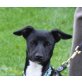 Vittorio, sehr zarter Whippetmix (nur 6 kg) - Rüde