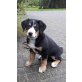 Vitus, Grosser Schweizer Sennenhund - Rüde