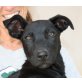 Vivaldi, Labrador Mix Welpen - Rüde