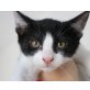 Vivaldi, Mix - Kater