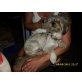 Vivaldi, Shih Tzu - Rüde