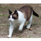 Vivian, scheue Snowshoe-Mix - Katze
