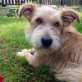 Viviane, Mix - Hündin