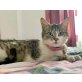 Vivica, Mischling - Katze