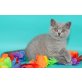 Vivien, Britisch Kurzhaarkatze - Katze