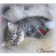 Vivien, Perser - Katze