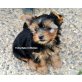Vivienne zum Barbarakreuz, Yorkshire Terrier Welpen - Hündin