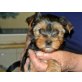 Vivienne zum Barbarakreuz, Yorkshire Terrier Welpen - Hündin