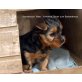 Vivienne zum Barbarakreuz, Yorkshire Terrier Welpen - Hündin