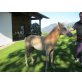 Vivja, Haflinger - Stute