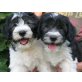 Vojtek, Vanja, Vladek, Polnischer Niederungshütehund - Rüde