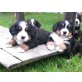 Vom Haunberger-Hof, Berner Sennenhund Welpen - Hündin