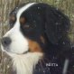 Vom Haunberger Hof, Berner Sennenhund Welpen - Rüde