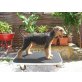 Vom Hrezteich, Airedale-Terrier Welpen - Rüde