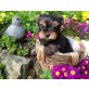 Von den Koboldwiesen, Yorkshire Terrier Welpen - Hündin