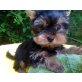 Von den Koboldwiesen, Yorkshire Terrier Welpen - Rüde