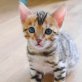 Von den Neusser Pfoten, Bengalkatze - Katze