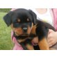 Von der Schlossallee, Rottweiler Welpen - Hündin