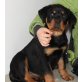 Von der Schlossallee, Rottweiler Welpen - Hündin