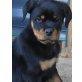 Von der Schlossallee, Rottweiler Welpen - Hündin