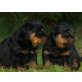 Von der Schlossallee, Rottweiler Welpen - Hündin