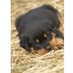 Von der Schlossallee, Rottweiler Welpen - Hündin
