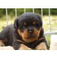 Von der Schlossallee, Rottweiler Welpen - Hündin