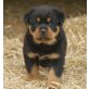 Von der Schlossallee, Rottweiler Welpen - Hündin