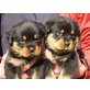 Von der Schlossallee, Rottweiler Welpen - Hündin