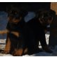 Von der Schlossallee, Rottweiler Welpen - Hündin