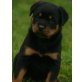 Von der Schlossallee, Rottweiler Welpen - Hündin