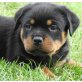 Von der Schlossallee, Rottweiler Welpen - Rüde