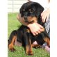 Von der Schlossallee, Rottweiler Welpen - Rüde