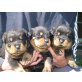 Von der Schlossallee, Rottweiler Welpen - Rüde