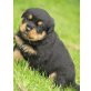 Von der Schlossallee, Rottweiler Welpen - Rüde