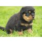 Von der Schlossallee, Rottweiler Welpen - Rüde