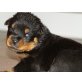 Von der Schlossallee, Rottweiler Welpen - Rüde