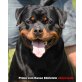 Von der Schlossallee, Rottweiler Welpen - Rüde