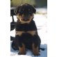 Von der Schlossallee, Rottweiler Welpen - Rüde