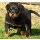 Von der Schlossallee, Rottweiler Welpen - Rüde