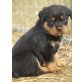 Von der Schlossallee, Rottweiler Welpen - Rüde