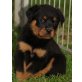 Von der Schlossallee, Rottweiler Welpen - Rüde