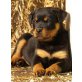 Von der Schlossallee, Rottweiler Welpen - Rüde