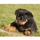Von der Schlossallee, Rottweiler Welpen - Rüde