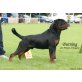 Von der Schlossallee, Rottweiler Welpen - Rüde
