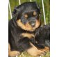 Von der Schlossallee, Rottweiler Welpen - Rüde