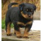 Von der Schlossallee, Rottweiler Welpen - Rüde