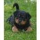 Von der Schlossallee, Rottweiler Welpen - Rüde