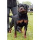 Von der Schlossallee, Rottweiler Welpen - Rüde