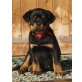 Von der Schlossallee, Rottweiler Welpen - Rüde